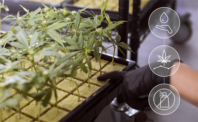 Субстраты для гидропонного метода выращивания конопли