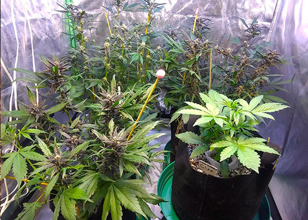 CBD Green Crack Auto с другими растениями в гроубоксе