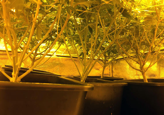 Обрезка ветвей марихуаны