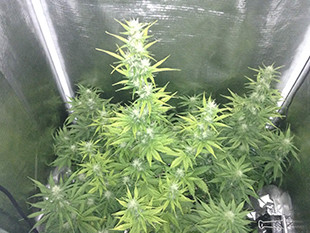 Цветение марихуаны Gorilla Auto от Семяныча Марихуана Gorilla Auto ростом 83,8 см