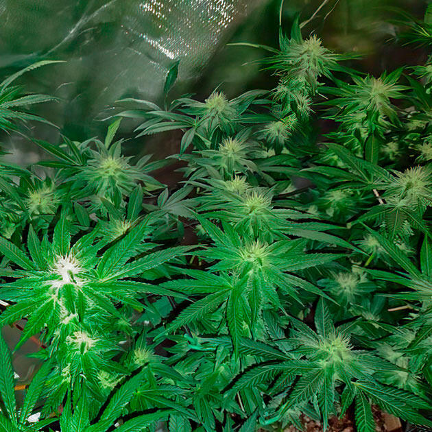 Куст Keepers OG Autoflower от Seedkeepers на 9 неделе