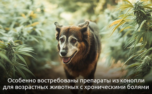 Снижение воспалительных процессов животным