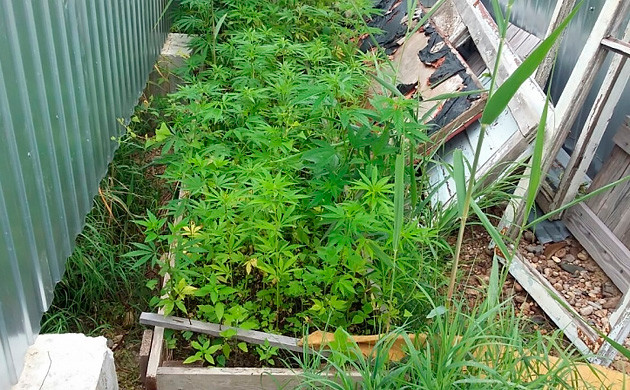 Плантация конопли в труднодоступном месте Выращивание конопли среди мусора