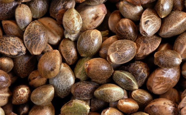 Внешний вид семян конопли Семена конопли