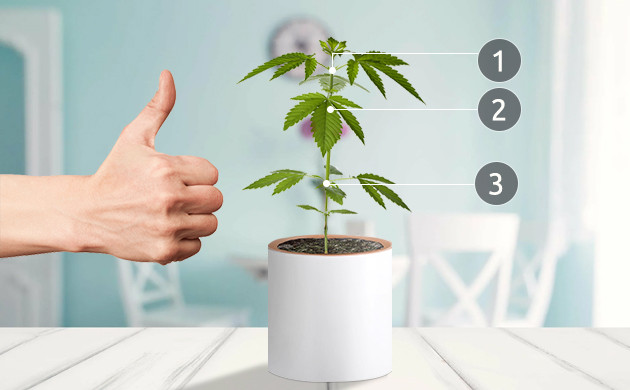 Лучшее время для LST 3 узла на каннабисе