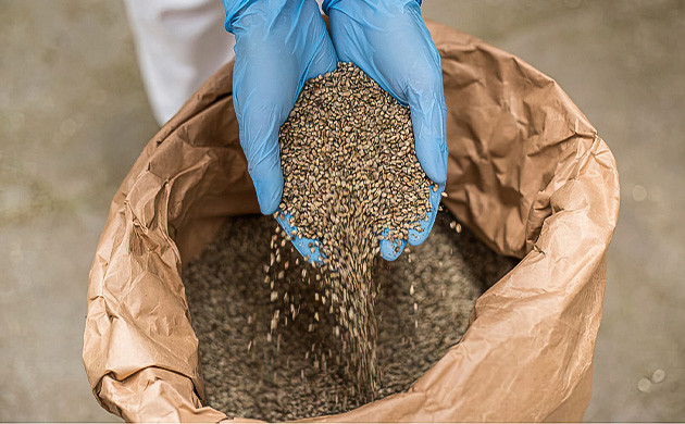 Производство семян конопли для попугаев Производство семян конопли для попугаев