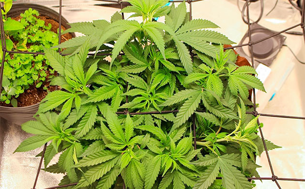 Тренировка растения Sugar Bomb Punch