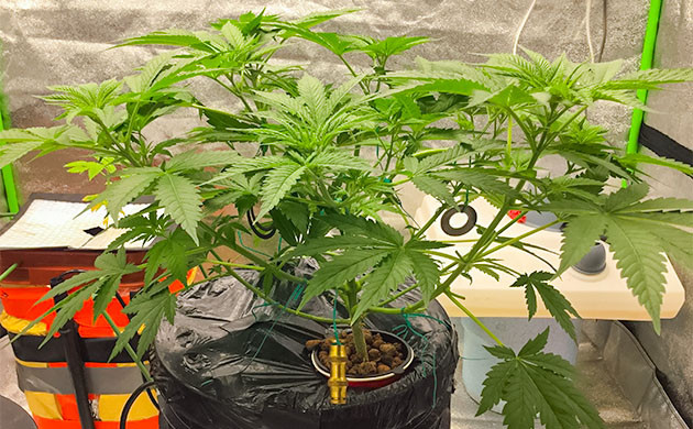 Перемещение куста Critical Kush в бокс для цветения