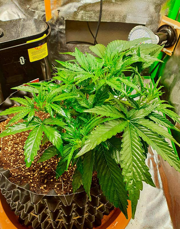 Стимуляция роста куста Wedding Cake Auto