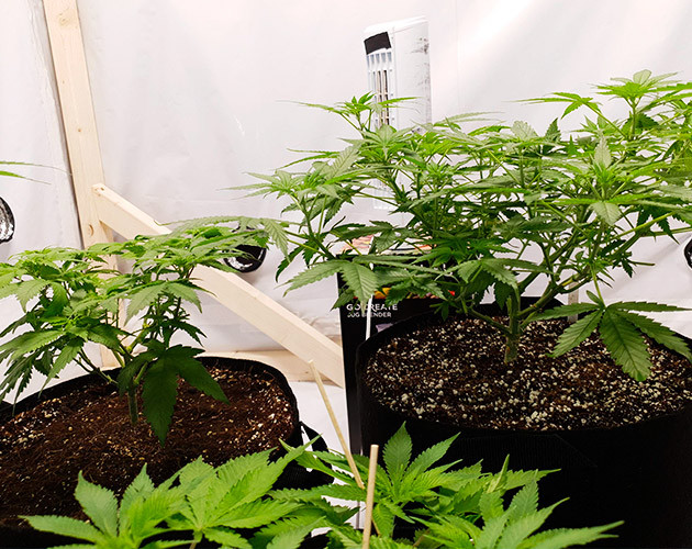 Оба растения в боксе для цветения