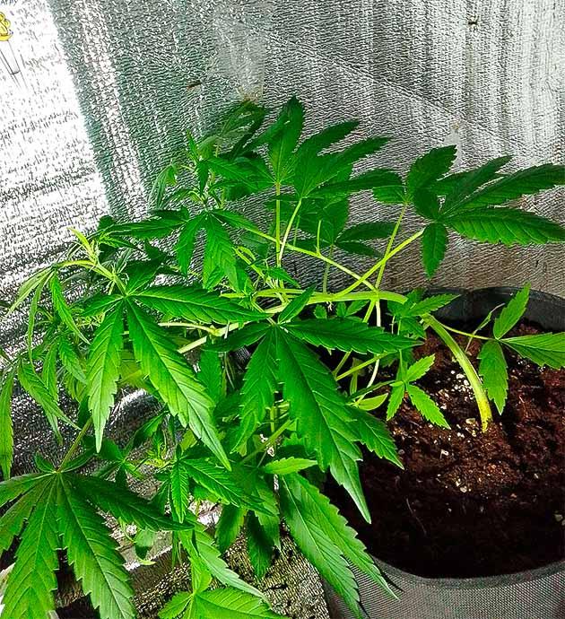 Куст Sexy Cinderella Auto от Семяныча на 6 неделе