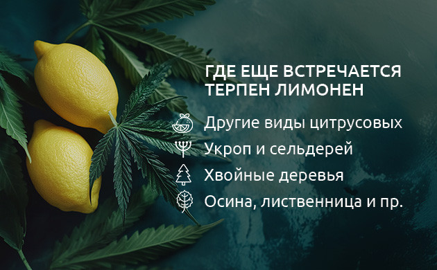 Изомеры лимонена в каннабисе