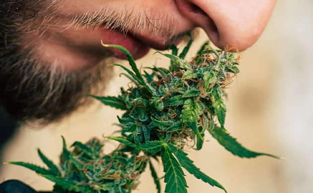 Что такое терпены