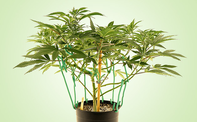 Фиксирование стеблей мягкой проволокой