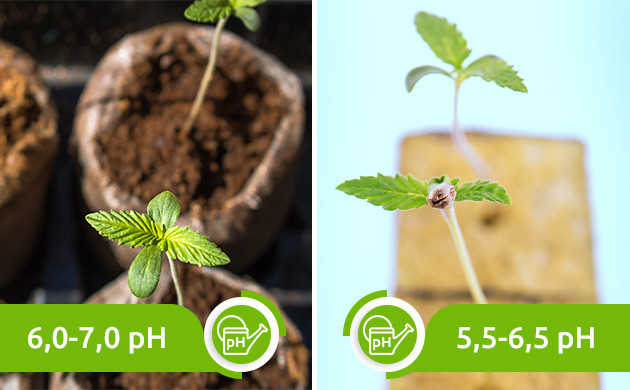 Оптимальные уровни pH для выращивания конопли