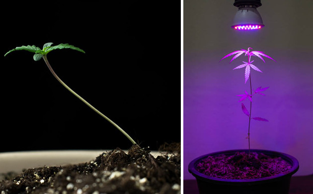 Длинный худой стебель