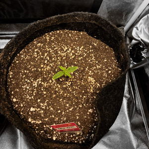 Вторая неделя выращивания