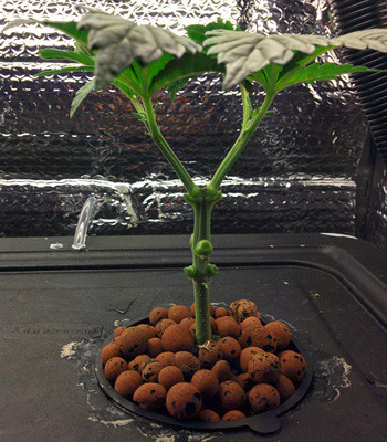 Тренировка Fruit Punch fem методом LST на 30 день грова Марихуана Fruit Punch fem на 30 день роста