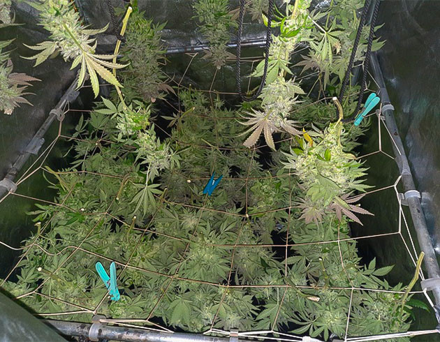 Предхарвест кустов Jack 47