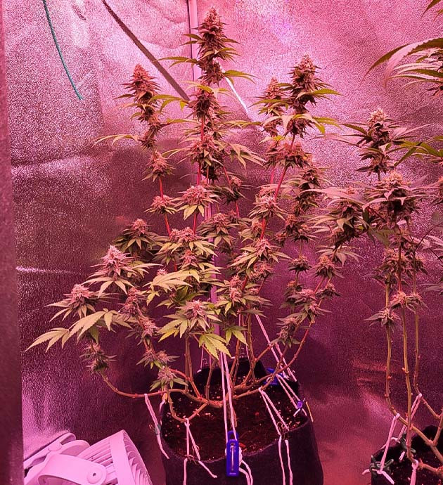 Образование трихом у каннабиса