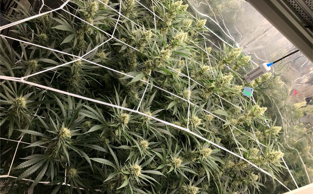 Куст на 21 неделе 