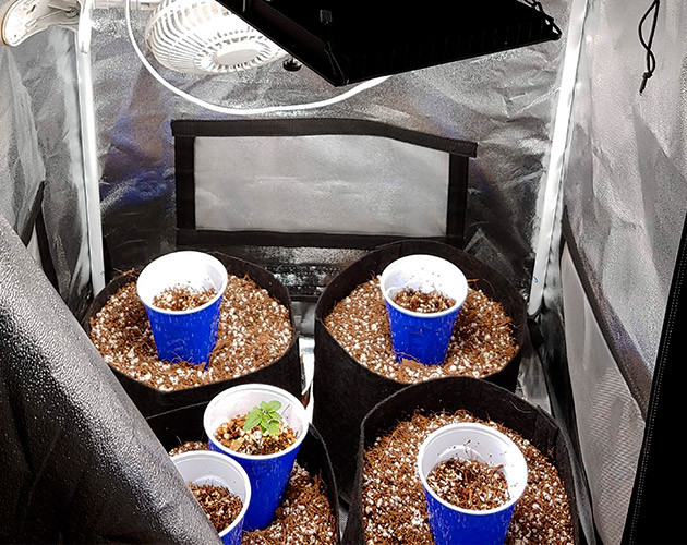 Горшки с кокосом в боксе