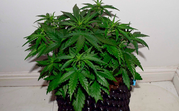 Куст с обилием листьев