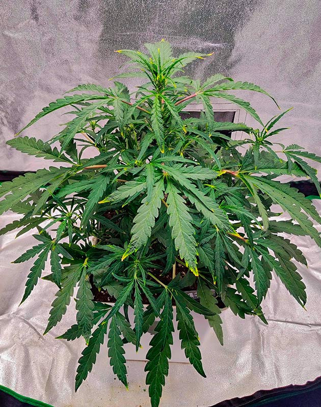 Ожог марихуаны питательными веществами