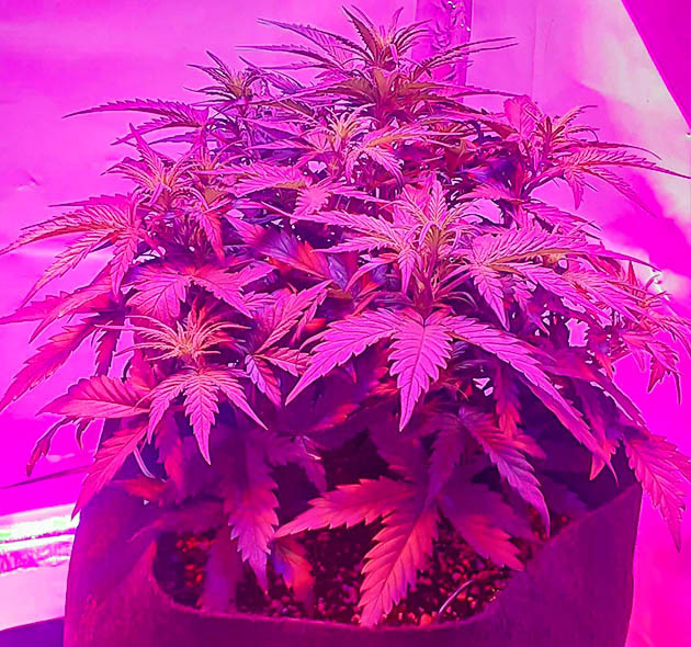 Куст каннабиса высотой 30 см