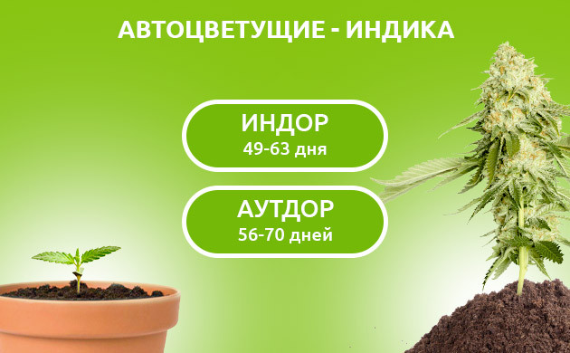 Продолжительность жизни индичных автоцветов Время созревания автиков индики