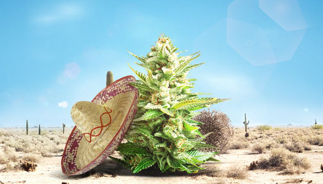 Семена для жаркого климата в аутдоре Куст конопли в жарком климате