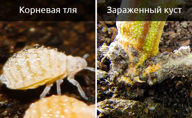 Корневая тля и гниющий корень