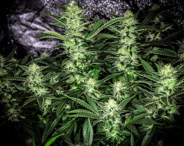 Куст конопли Tutankhamon готовый к харвесту