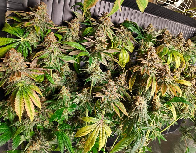 Срезанные куст конопли