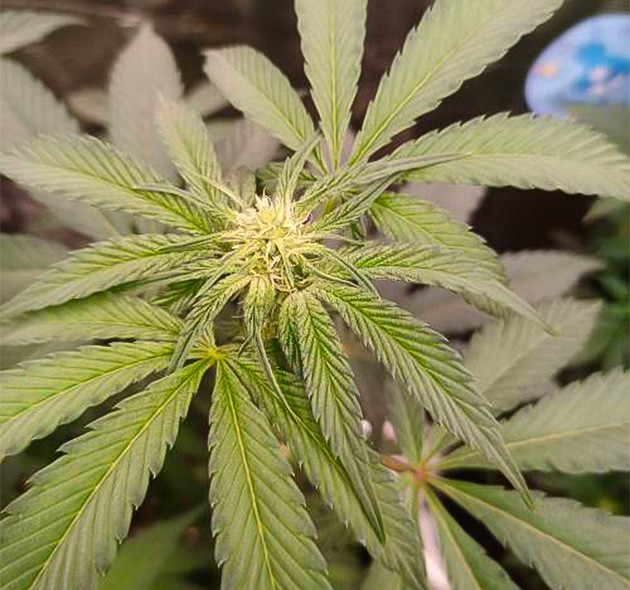 Бутоны набирают вес и «мороз» High Society: стабильные условия в палатке