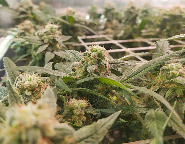 Оранжевые волоски на соцветиях