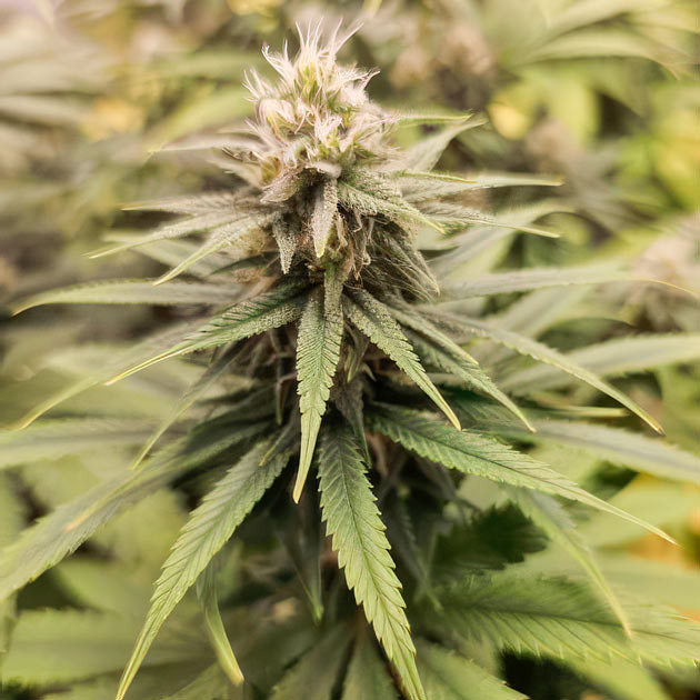 Финальная стадия выращивания Apple Betty Увеличение шишек конопли