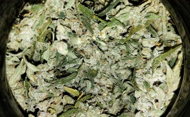 Соцветия каннабиса Lemon AK auto fem