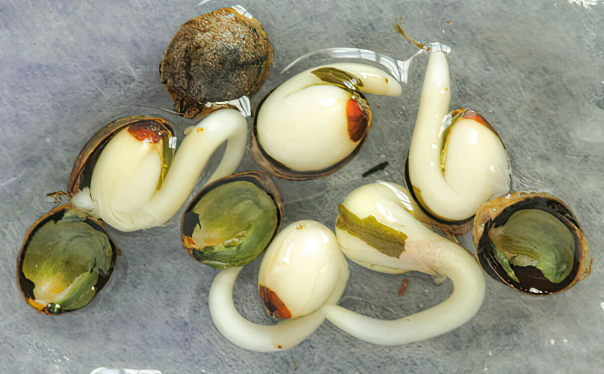 Как избежать питательного стресса при проращивании семян каннабиса Как pH воды влияет на развитие корней каннабиса