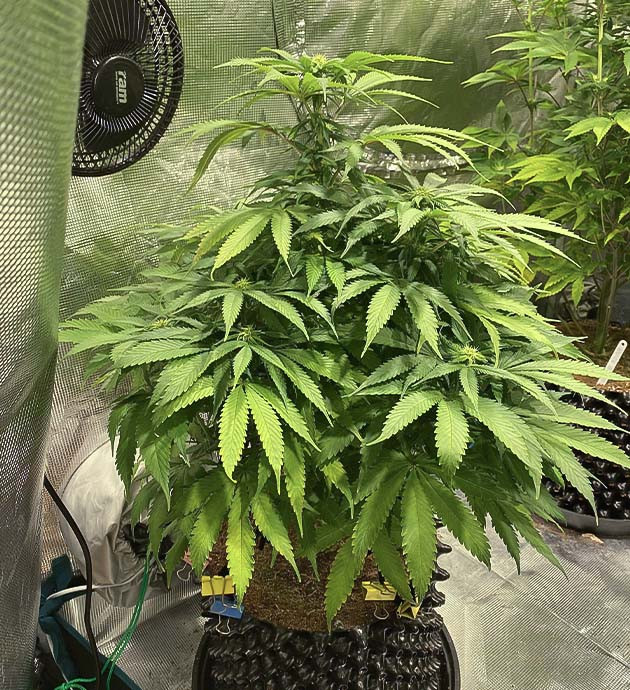 Выращивание куста Gorilla Glue #4 с минимальными тренировками