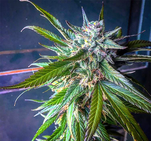 Окончание цветения и подготовка к уборке урожая Blueberry X