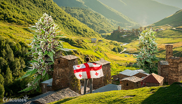 Марихуана в Грузии Каннабис и Грузия