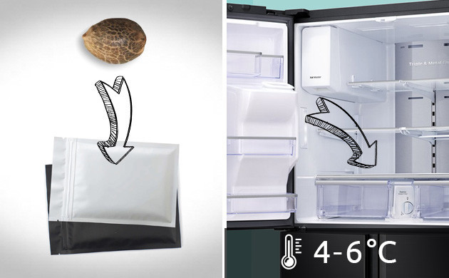 При какой температуре хранить семена конопли Рекомендуемая температура хранения семян 6 градусов