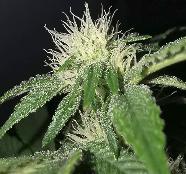 Появление трихом на бутонах Листья у соцветий покрытые блестящими трихомами