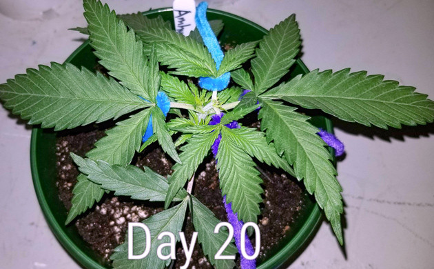 Сорт конопли Amherst Sour Diesel на 3 неделе роста