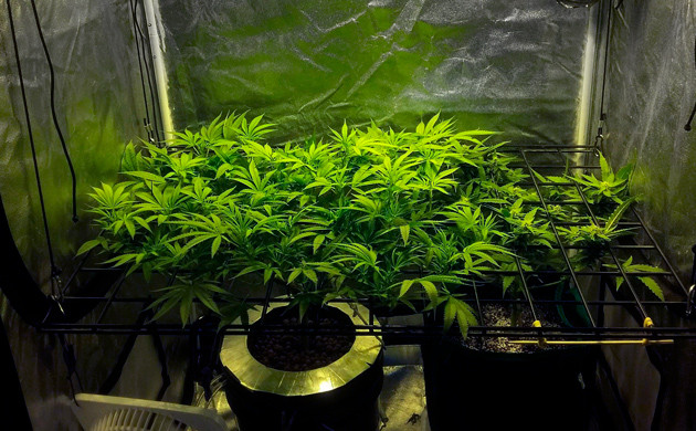 Куст Eleven Roses в гроубоксе