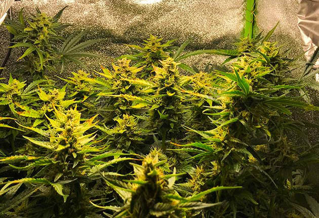 Пятна на листьях вызванные световыми ожогами