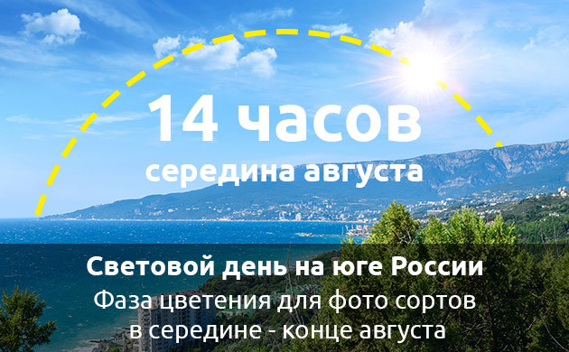 Переход в фазу цветения на юге в середине августа