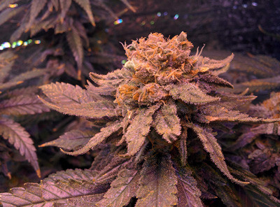 Соцветия Fruit Punch fem перед харвестом Бошки Fruit Punch fem на 65 день цветения