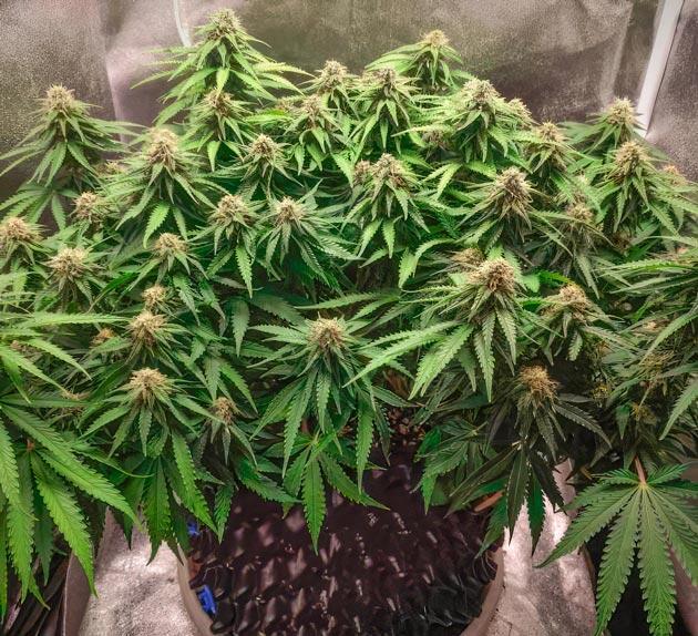 Super Silver Haze от Green House Seeds